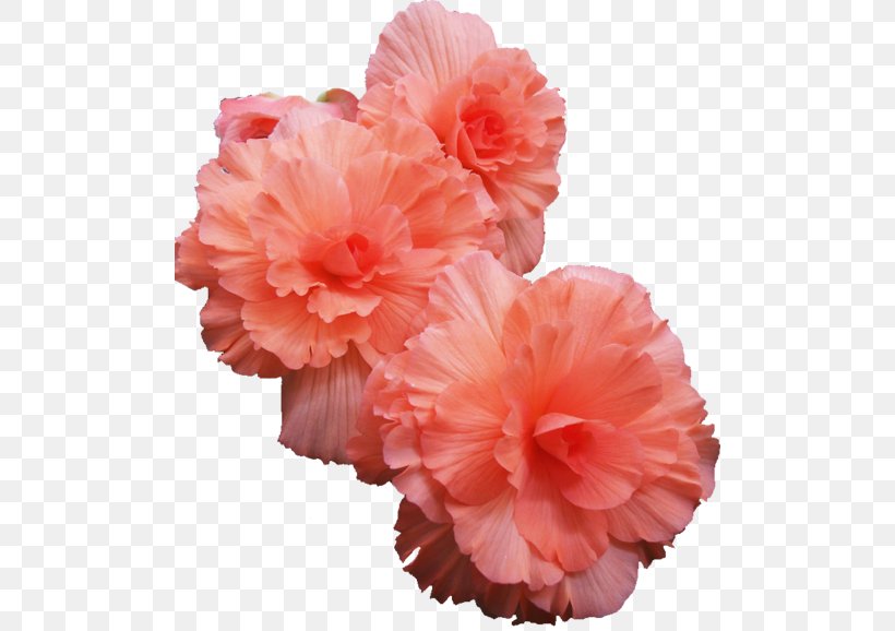 Pink Flowers Lilium Columbianum Rose Wreath, PNG, 500x578px, Flower, Azalea, Begonia, Carnation, Color Download Free