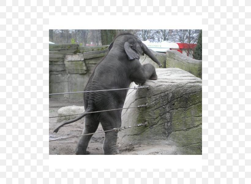 Tierpark Hagenbeck ZOOM Erlebniswelt Gelsenkirchen Indian Elephant African Elephant, PNG, 800x600px, Tierpark Hagenbeck, African Elephant, Chimpanzee, Elephant, Elephants And Mammoths Download Free