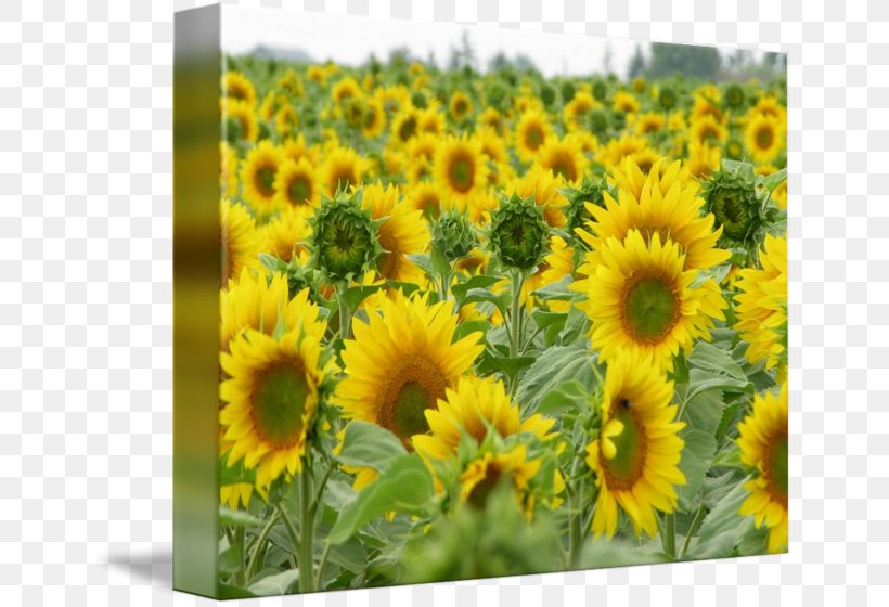 Common Sunflower Sunflower Seed Annual Plant Sunflowers, PNG, 650x560px, Common Sunflower, Annual Plant, Daisy Family, Flower, Flowering Plant Download Free
