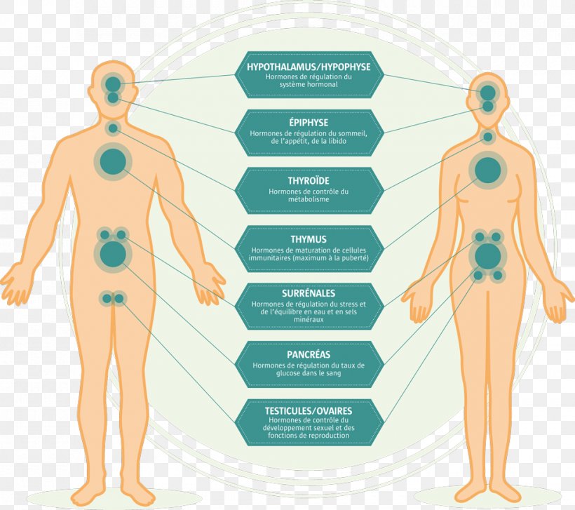 Endocrine System Endocrine Disruptor Endocrine Gland Homeostasis, PNG, 980x869px, Watercolor, Cartoon, Flower, Frame, Heart Download Free