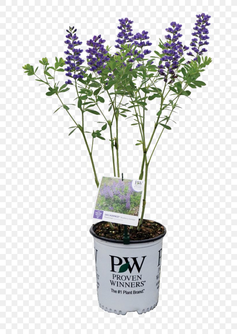 English Lavender Baptisia Australis Shrub Plant Blueberry, PNG, 700x1157px, English Lavender, Baptisia, Baptisia Australis, Blueberry, Cut Flowers Download Free