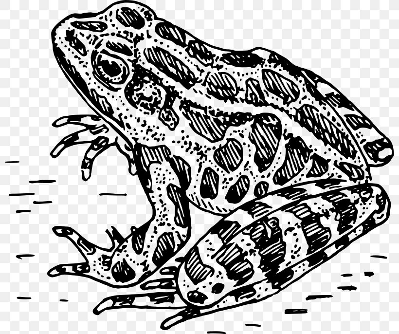Frog Amphibian Drawing Clip Art, PNG, 800x686px, Frog, American Bullfrog, Amphibian, Art, Black And White Download Free