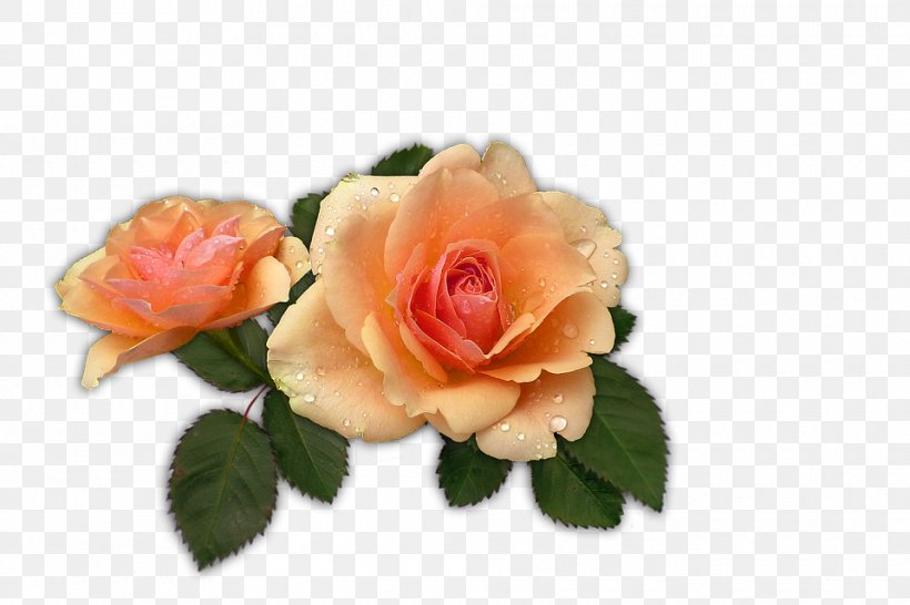 Garden Roses Apricot Fruit Cabbage Rose Image, PNG, 960x640px, Garden Roses, Apricot, Artificial Flower, Cabbage Rose, Cut Flowers Download Free