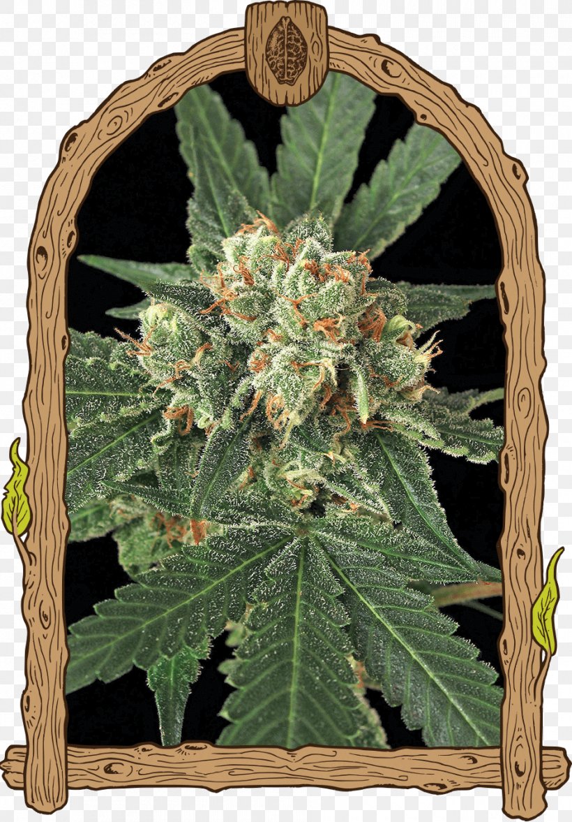 Seed Bank Haze Autoflowering Cannabis Germination, PNG, 940x1350px, Seed, Autoflowering Cannabis, Cannabidiol, Cannabis, Cannabis Sativa Download Free