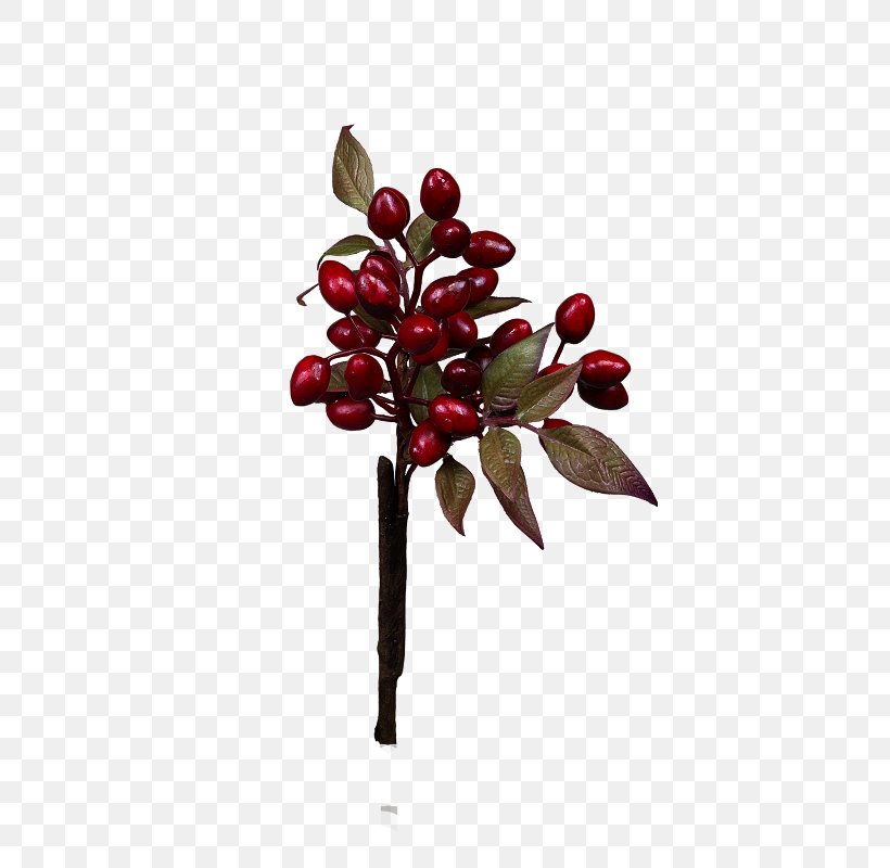 Cornelian Cherry Plants Common Peony Flowering Plant, PNG, 800x800px, Cornelian Cherry, Artificial Flower, Branch, Cherimoya, Common Peony Download Free