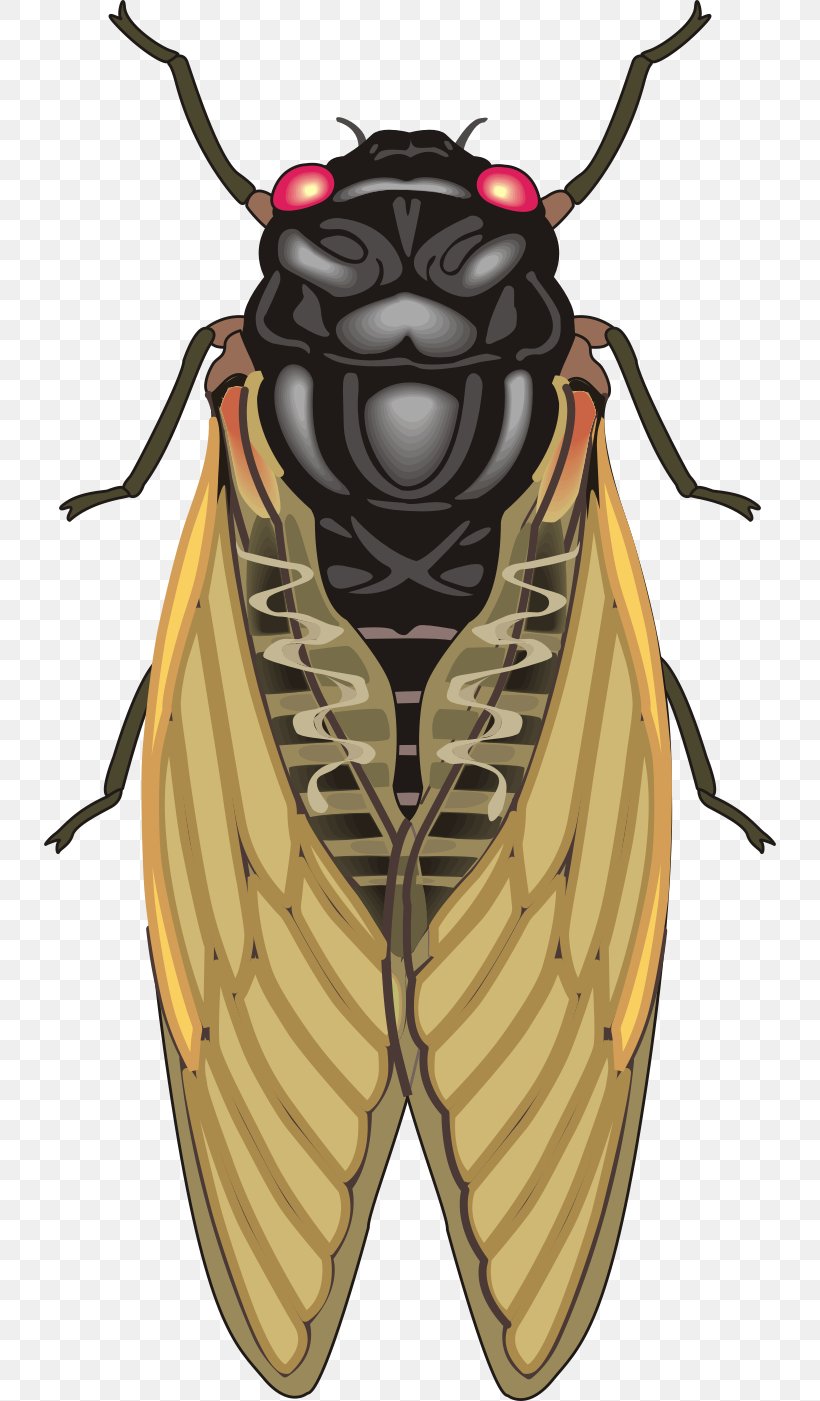 Insect Cicadas Clip Art, PNG, 732x1401px, Insect, Aphid, Arthropod, Cicada, Cicadas Download Free