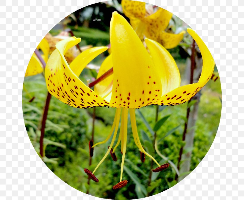 Lily M, PNG, 672x672px, Lily M, Fawn Lily, Flora, Flower, Flowering Plant Download Free