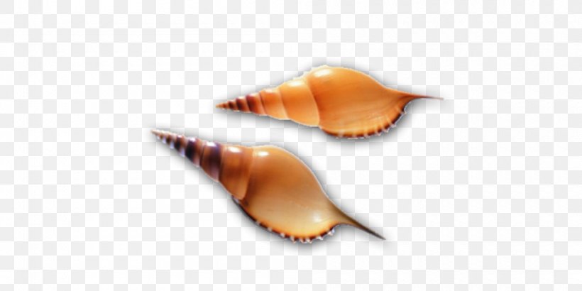 Seashell Molluscs Computer File, PNG, 1000x500px, Seashell, Biology, Conch, Gratis, Marine Download Free