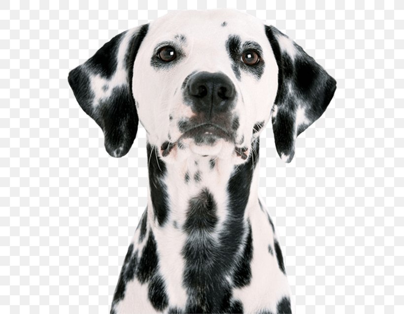 Dalmatian Dog Puppy Pet Sitting Labrador Retriever Pug, PNG, 550x638px, Dalmatian Dog, Australian Shepherd, Black And White, Breed, Carnivoran Download Free