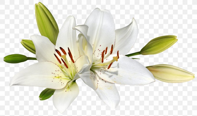 Easter Lily Flower Stock Photography Clip Art, PNG, 900x532px, Easter Lily, Cut Flowers, Easter, Flower, Flowering Plant Download Free