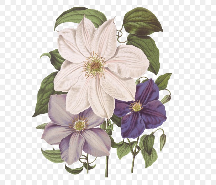 Floral Illustrations Painting Image Drawing, PNG, 700x700px, Painting, Art, Chinese Painting, Clematis, Decoupage Download Free