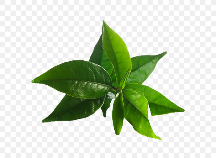 Green Tea Matcha Tea Tree Oil Camellia Sinensis, PNG, 600x600px, Green Tea, Camellia Sinensis, Chinese Tea, Essential Oil, Extract Download Free