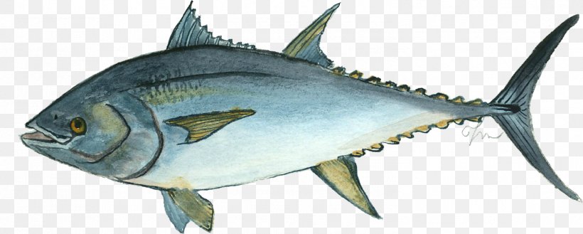 Mackerel Atlantic Bluefin Tuna Thunnus Oily Fish, PNG, 1501x603px, Mackerel, Albacore, Animal Figure, Atlantic Bluefin Tuna, Bluefish Download Free