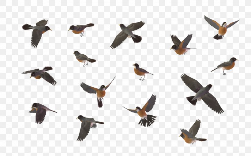 Bird Chestnut-backed Chickadee American Robin Clip Art, PNG, 1024x639px, Bird, American Robin, Beak, Bird Flight, Bird Nest Download Free
