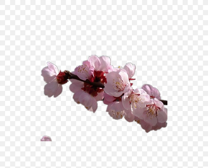 Flower Apricot, PNG, 500x666px, Flower, Apricot, Blossom, Branch, Cherry Blossom Download Free