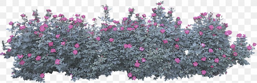 Flower Plant Pink Shrub Tree, PNG, 3432x1120px, Flower, Herbaceous Plant, Pink, Plant, Shrub Download Free