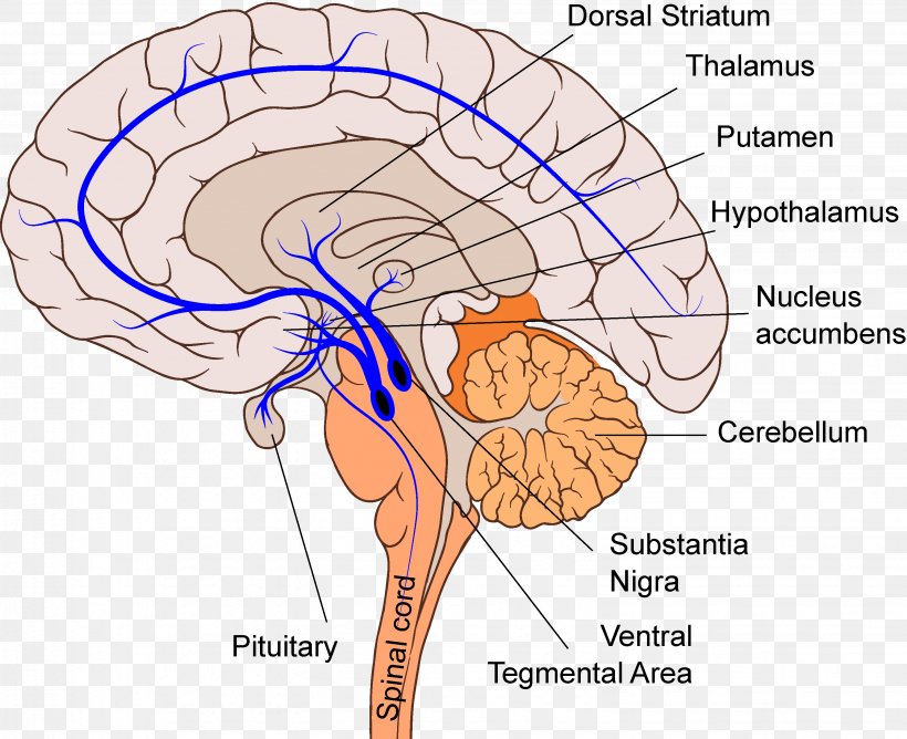 Homo Sapiens Mesolimbic Pathway Reticular Formation Dopamine Brain, PNG ...