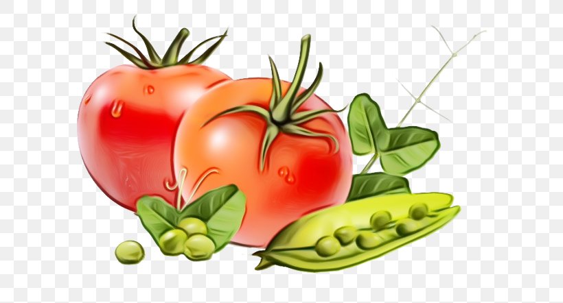 Tomato Cartoon, PNG, 639x442px, Watercolor, Bush Tomato, Cherries, Cherry Tomatoes, Cucumber Download Free