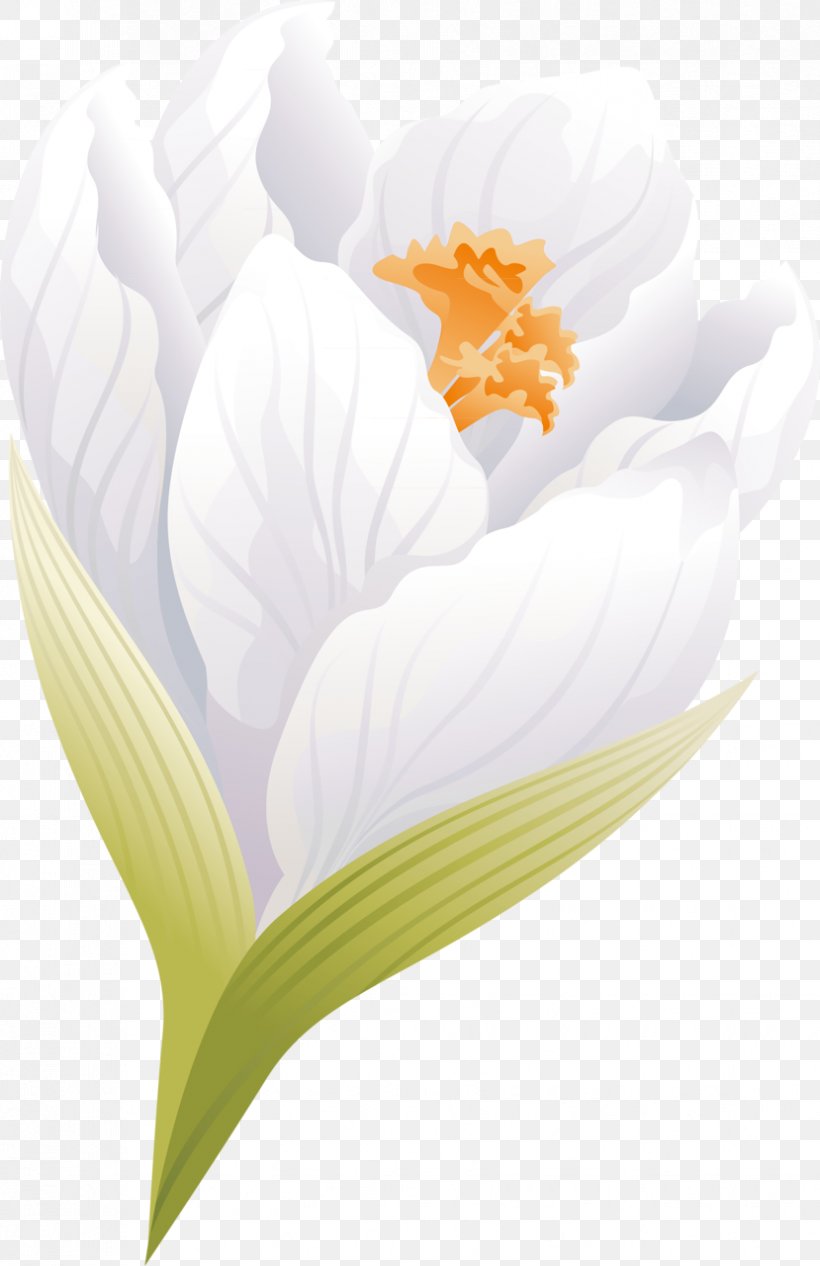 Flowering Plant Petal Flowering Plant Desktop Wallpaper, PNG, 829x1280px, Flower, Closeup, Crocus, Flowering Plant, Petal Download Free