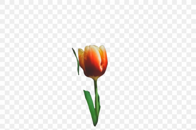 Flowers Background, PNG, 2448x1632px, Tulip, Blossom, Bud, Computer, Crocus Download Free