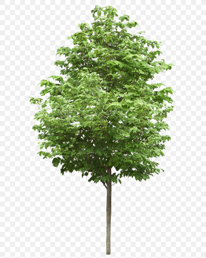 Small Trees Birch Deciduous Stock Photography, PNG, 620x1024px, Small Trees, American Sycamore, Arborist, Aspen, Birch Download Free