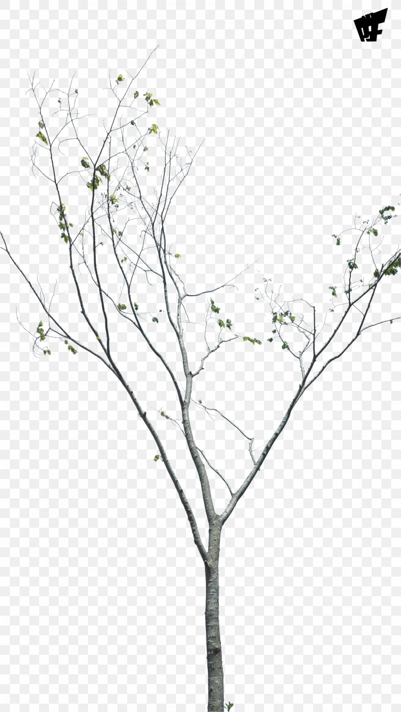 Twig Plant Stem Leaf Flowering Plant, PNG, 2322x4128px, Twig, Black And White, Branch, Flora, Flower Download Free