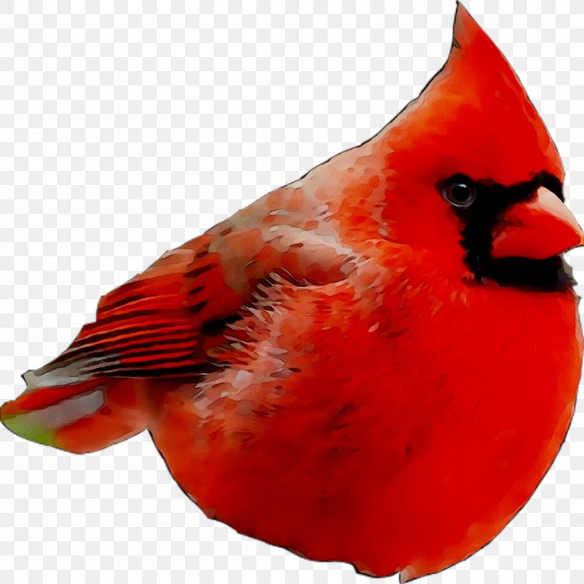 Beak Feather RED.M, PNG, 1107x1107px, Beak, Bird, Cardinal, Feather, Northern Cardinal Download Free