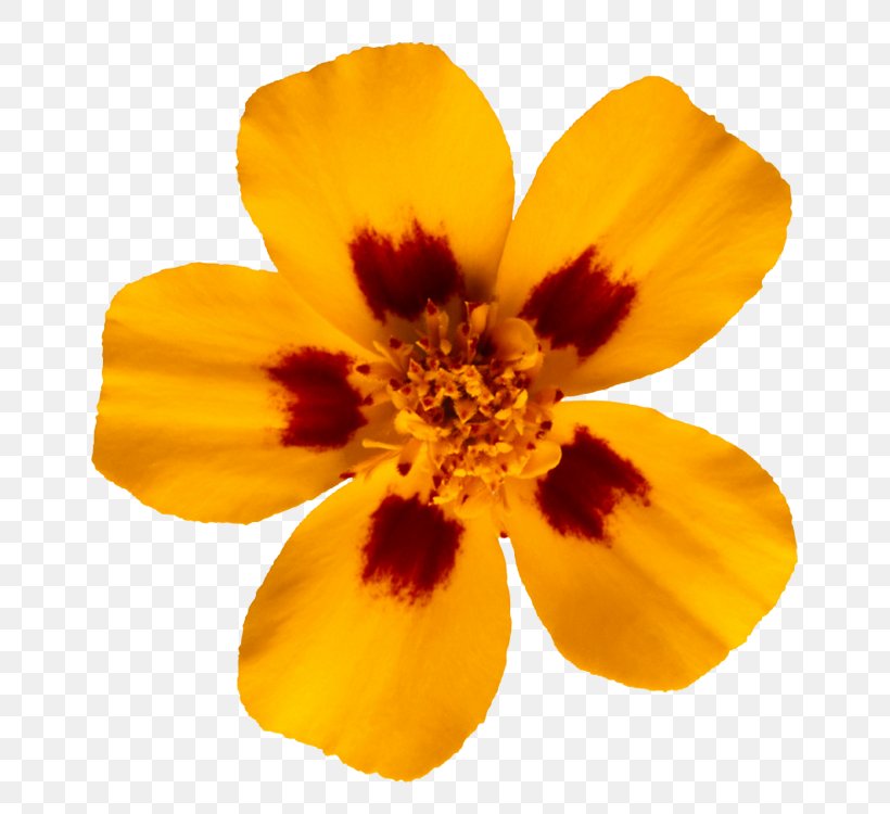Glebionis Segetum Flower Photography, PNG, 750x750px, Glebionis Segetum, Calendula Officinalis, Chrysanthemum, Cornflower, Cut Flowers Download Free