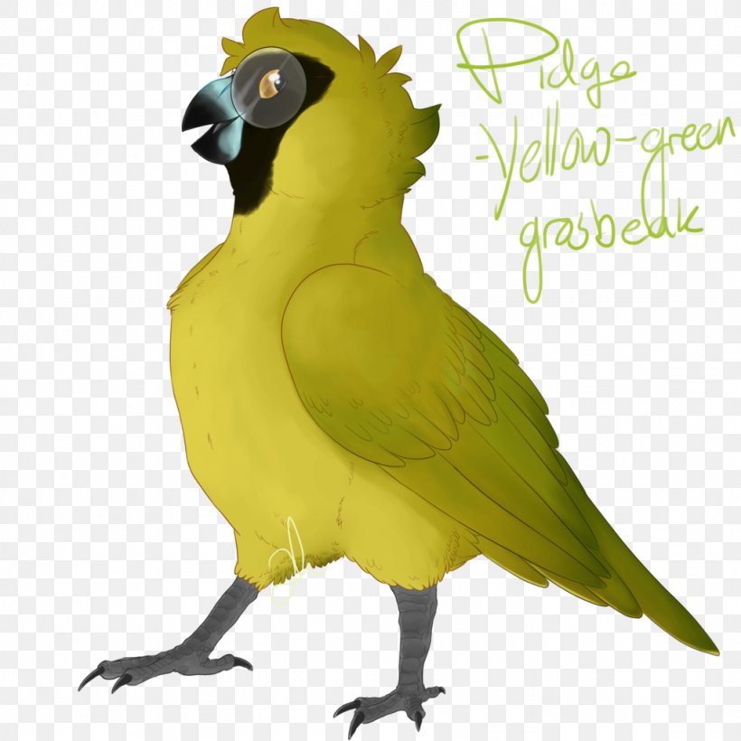 Macaw Parakeet Feather Beak Illustration, PNG, 1024x1024px, Macaw, Beak, Bird, Common Pet Parakeet, Fauna Download Free