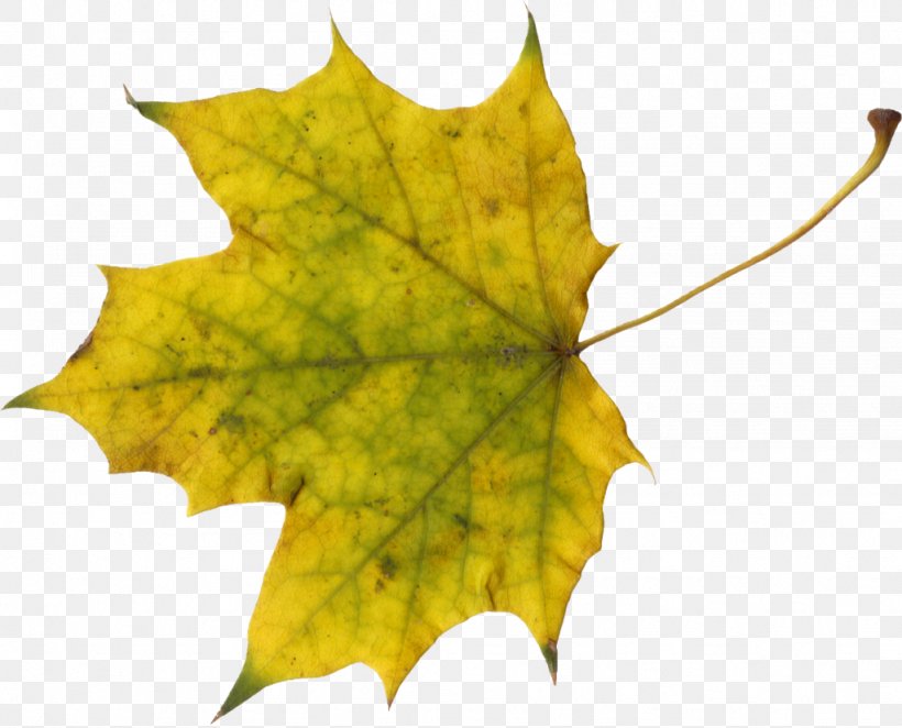 Maple Leaf Autumn Leaf Color Clip Art, PNG, 1024x827px, Maple Leaf, Autumn, Autumn Leaf Color, Deciduous, Green Download Free