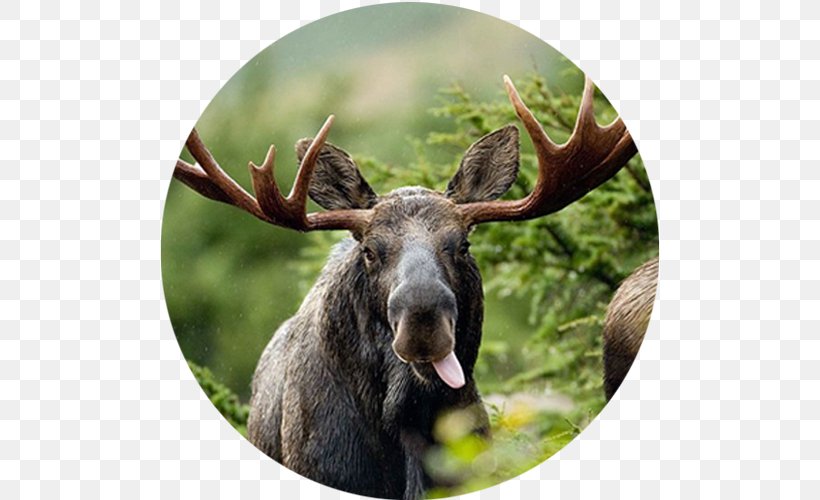 Moose Zazzle Elk Gift Bear, PNG, 500x500px, Moose, Animal, Antler, Bear, Birthday Download Free