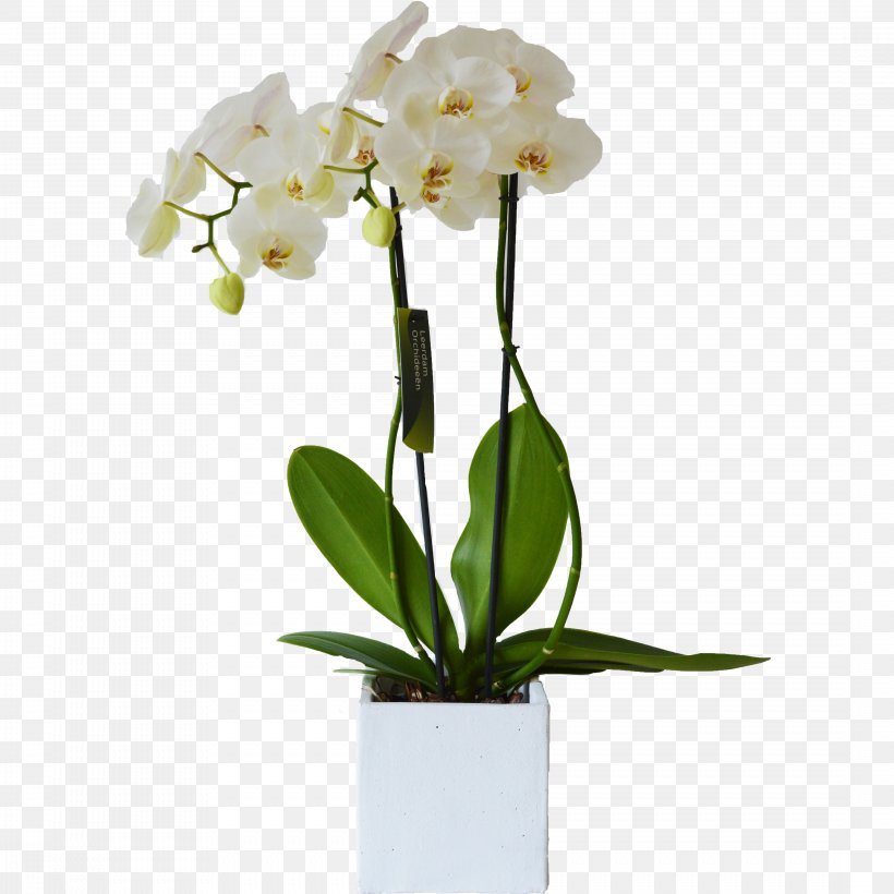 Moth Orchids White Cut Flowers Cattleya Orchids, PNG, 4346x4346px, Moth Orchids, Artificial Flower, Branch, Cattleya, Cattleya Orchids Download Free