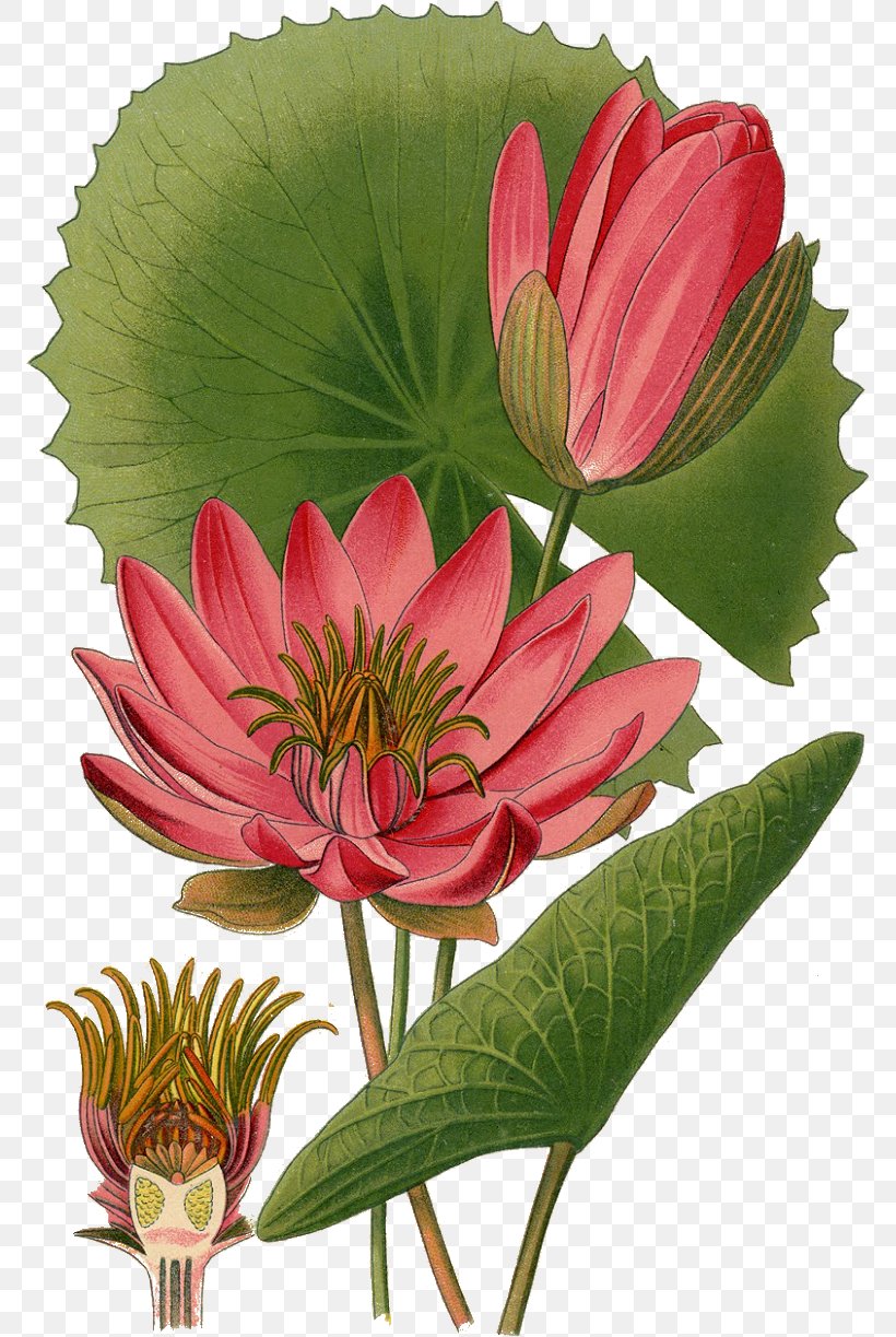 Nymphaea Lotus Egyptian Lotus White Water-Lily Botanical Illustration Botany, PNG, 772x1223px, Nymphaea Lotus, Botanical Illustration, Botany, Cut Flowers, Drawing Download Free
