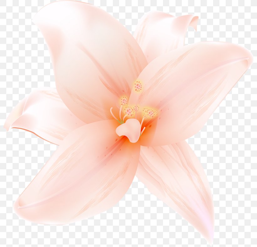Petal Flowering Plant, PNG, 800x788px, Flower, Close Up, Flowering Plant, Orange, Peach Download Free