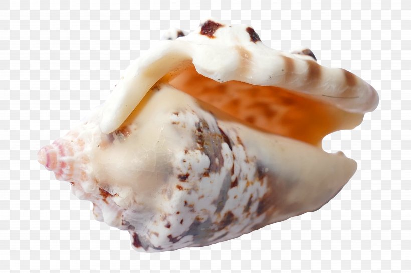 Seashell Shore Beach Sand, PNG, 5472x3648px, Seashell, Beach, Coast, Conch, Dairy Product Download Free