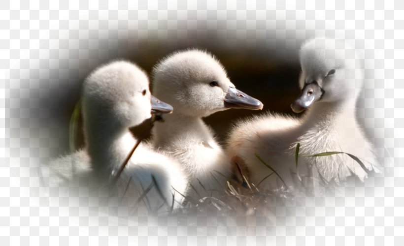 Baby Ducks Mallard Baby Duckling Bird, PNG, 800x500px, Duck, Animal, Baby Duckling, Baby Ducks, Beak Download Free