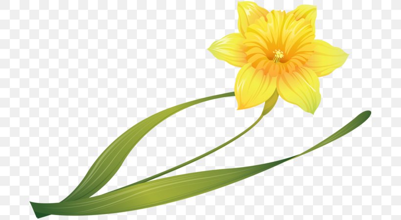 Daffodil Narcissus Cut Flowers Bulb, PNG, 699x450px, Daffodil, Amaryllis Family, Bulb, Cut Flowers, Drawing Download Free