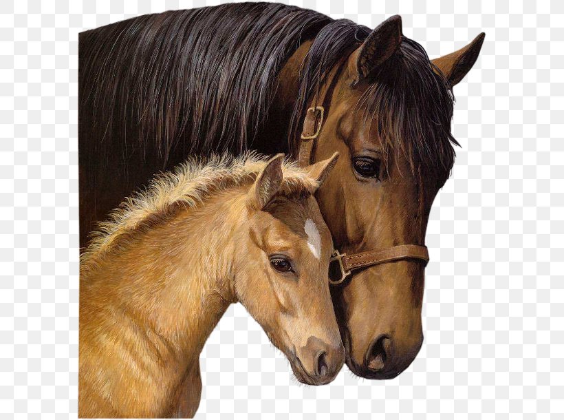 Horseland Foal Stallion Blingee, PNG, 595x610px, Horse, Bit, Black, Blingee, Bridle Download Free