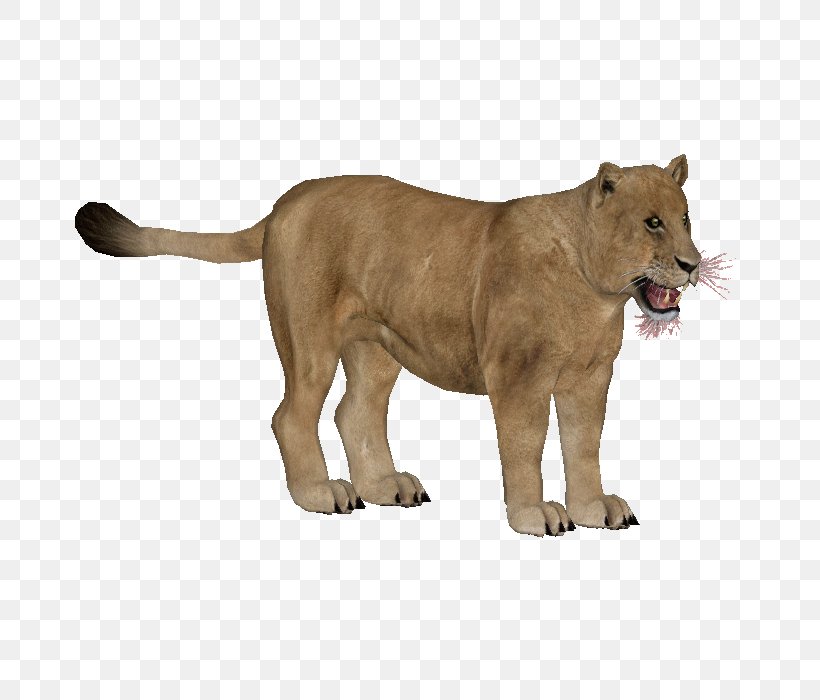 Lion Big Cat Terrestrial Animal Puma, PNG, 700x700px, Lion, Animal, Big Cat, Big Cats, Carnivoran Download Free