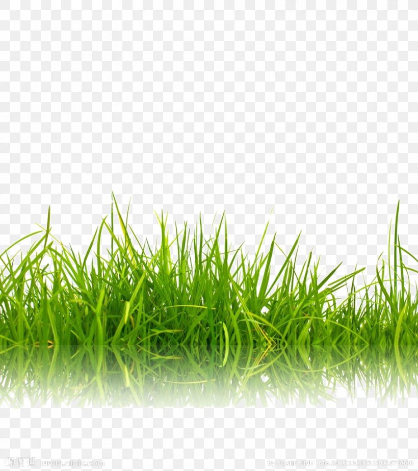 Stock Photography Green Shutterstock, PNG, 908x1024px, Stock Photography, Color, Flower, Garden, Grass Download Free