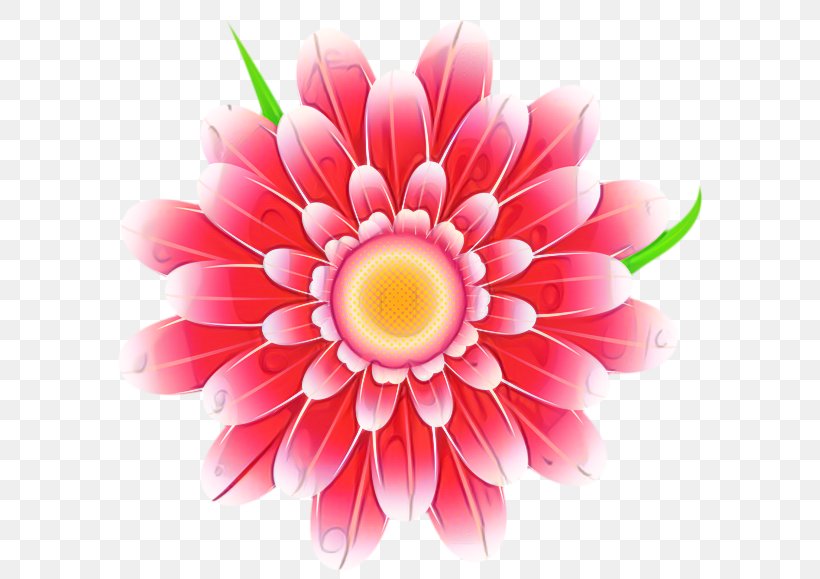 Clip Art Pink Flowers Transparency, PNG, 599x579px, Flower, Barberton Daisy, Carnation, Chrysanthemum, Chrysanths Download Free