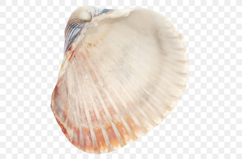 Cockle Seafood Seashell, PNG, 500x538px, Cockle, Castle, Clam, Clams Oysters Mussels And Scallops, Conch Download Free