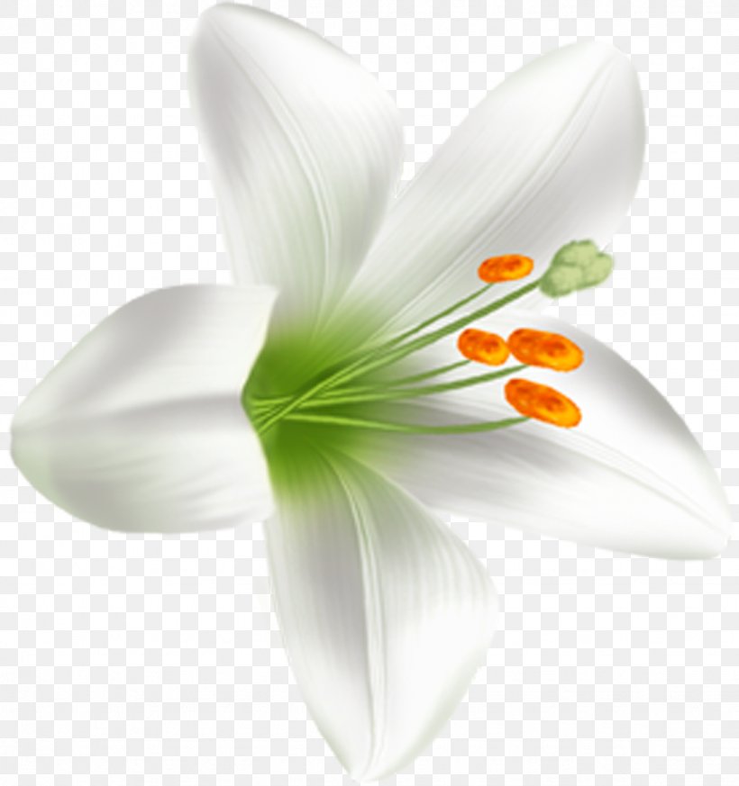 Flowering Plant Lilium Liliaceae, PNG, 1126x1200px, Flowering Plant, Closeup, Family, Flower, Liliaceae Download Free