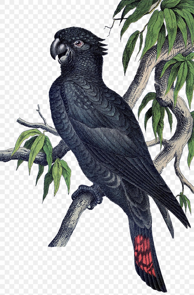 Macaw Parrot Etsy Bird Parakeet, PNG, 1184x1800px, Macaw, African Grey, American Crow, Art, Beak Download Free