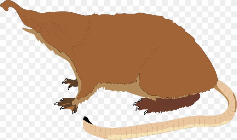 Pyrenean Desman Shrew Clip Art, PNG, 960x569px, Desman, Animal Figure, Animation, Beaver, Carnivoran Download Free