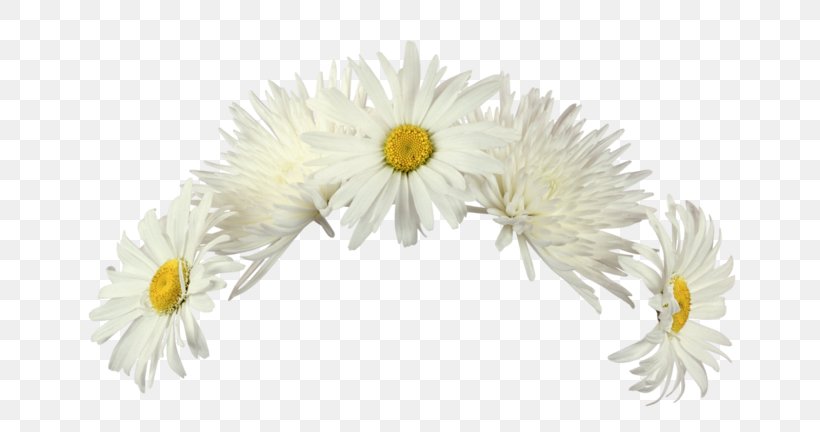 Flower Raster Graphics Editor Clip Art, PNG, 700x432px, Flower, Chrysanths, Cut Flowers, Daisy, Daisy Family Download Free