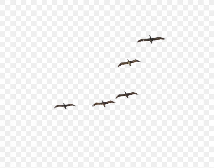 Pelican Crane Bird Migration Flock, PNG, 1009x791px, Pelican, Animal Migration, Beak, Bird, Bird Migration Download Free