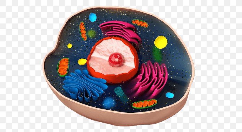 Plant Cell Cèl·lula Animal Biology, PNG, 600x450px, Plant Cell, Animal, Biology, Cell, Freeradical Theory Of Aging Download Free