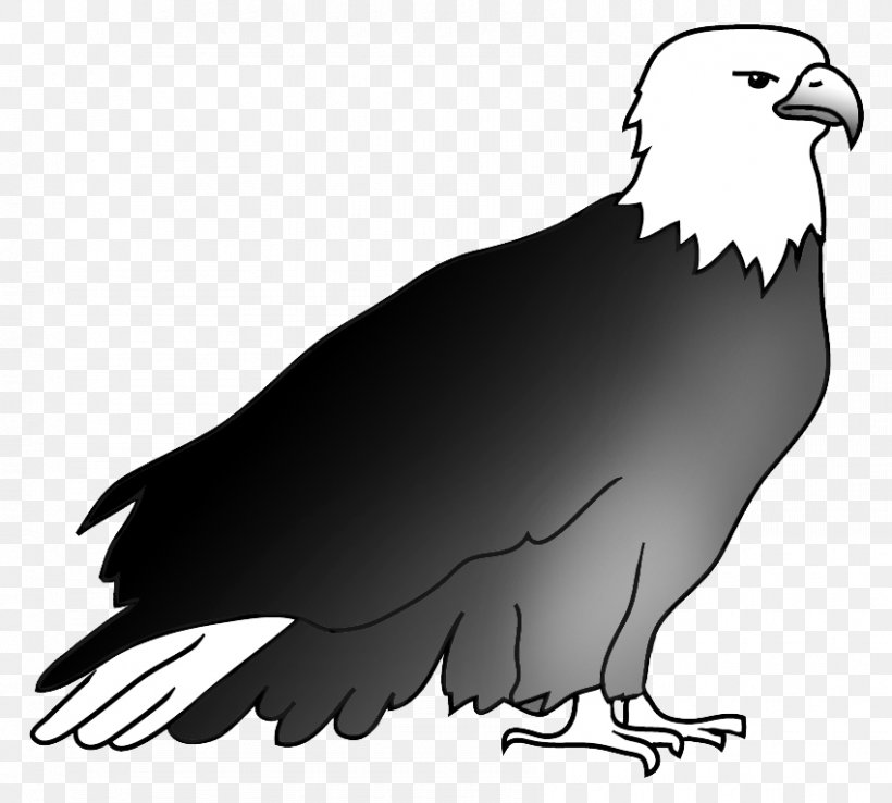 Bald Eagle Drawing Hawk Beak, PNG, 850x765px, Bald Eagle, Accipitriformes, Beak, Bird, Bird Of Prey Download Free