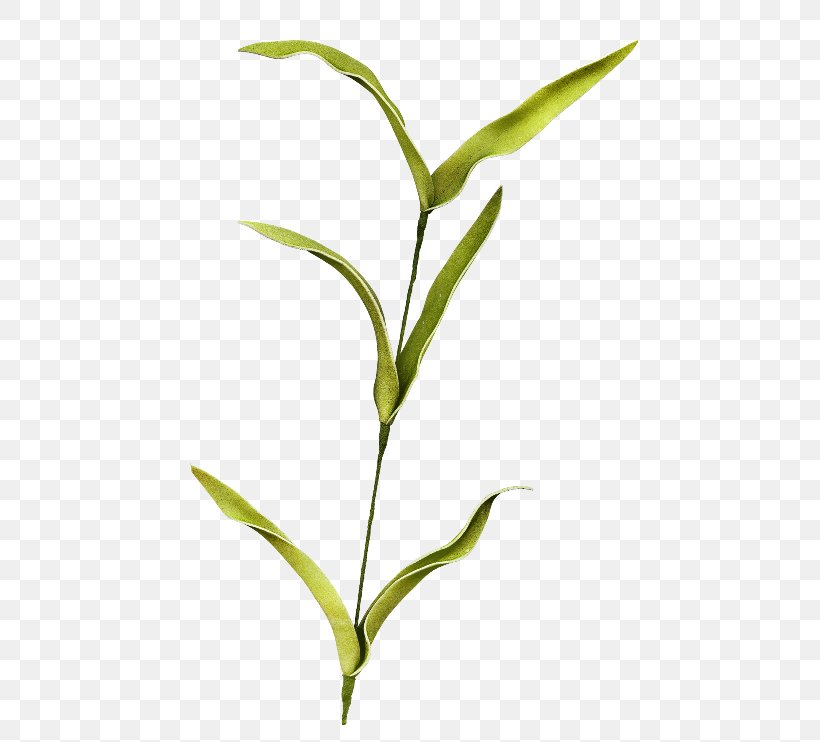 Leaf Plant Stem Branch Clip Art, PNG, 500x742px, Leaf, Branch, Commodity, Flower, Grass Download Free